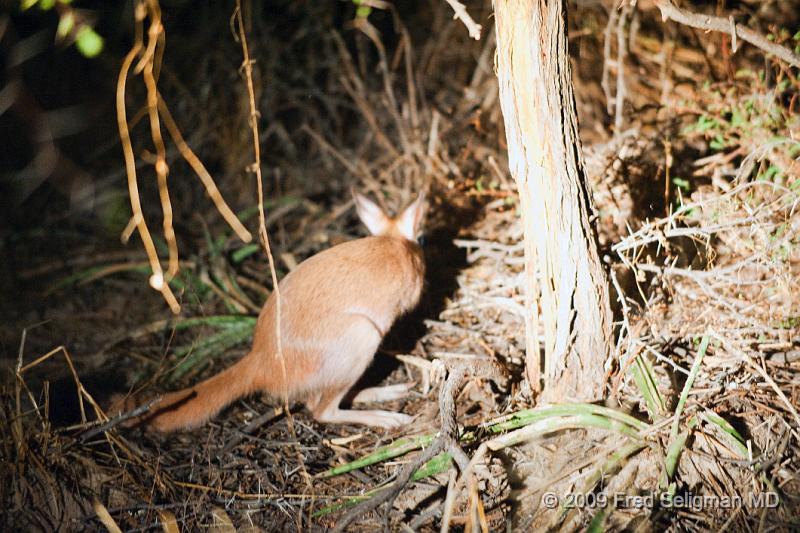 20090612_185924 D3 X1.jpg - Hare (at night), Okavango Delta, Botswana